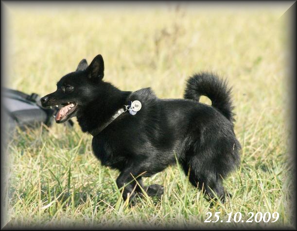 Coursing Dvorska (50)