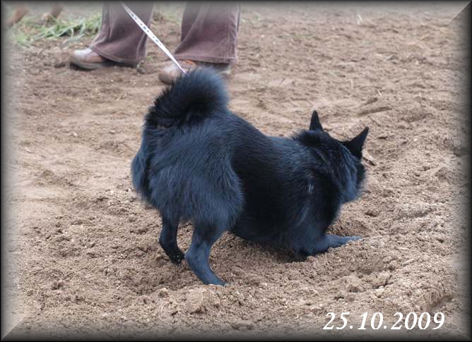 Coursing Dvorska (15)