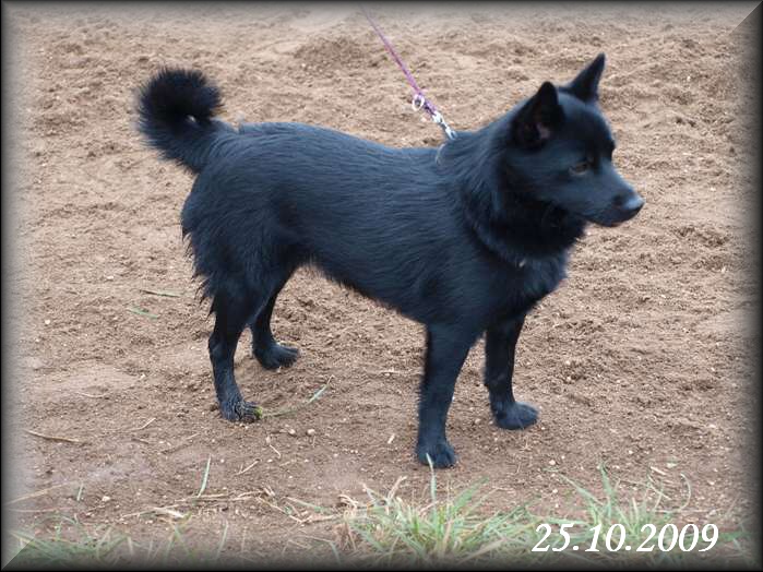 Coursing Dvorska (25)