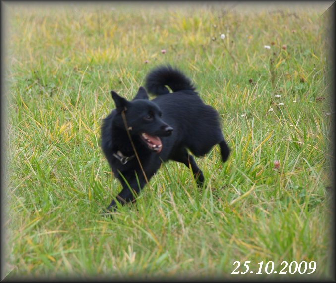 Coursing Dvorska (42)